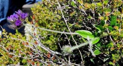 Afrolobium swartbergense, photographed by Di Turner
