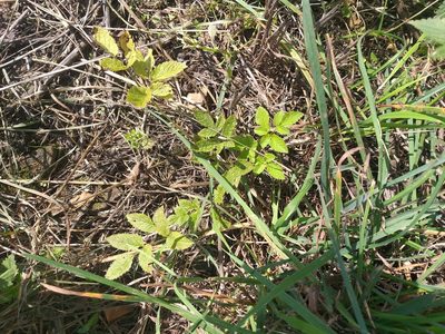 Chaerophyllum aromaticum, photographed by Dmitriy Bochkov