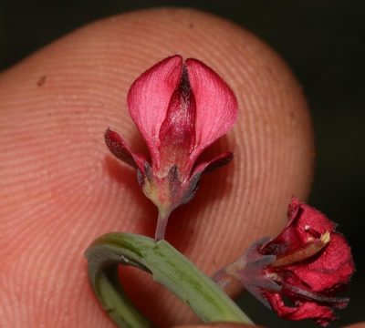 Indigofera gifbergensis, photographed by Brian du Preez