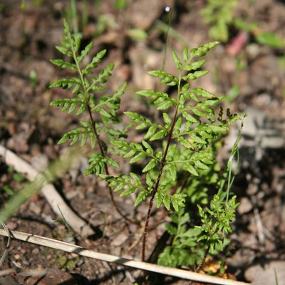 Cheilanthes austrotenuifolia, photographed by yatesy