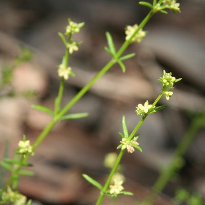 Galium gaudichaudii, photographed by yatesy