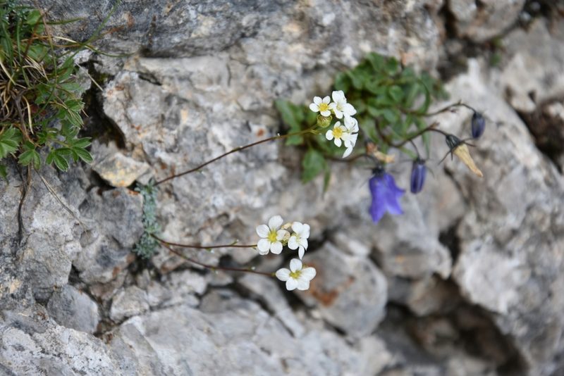 Saxifraga caesia, photographed by Petr Knotek