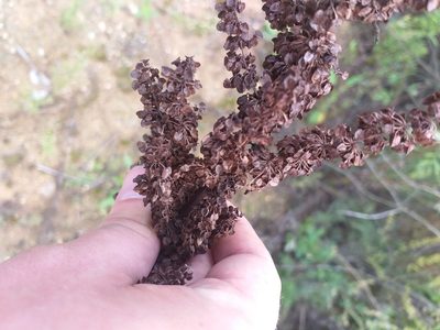 Rumex pseudonatronatus, photographed by Dmitriy Bochkov