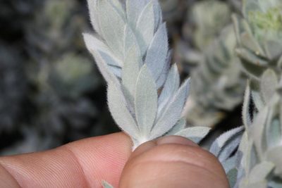 Aspalathus bidouwensis, photographed by Brian du Preez