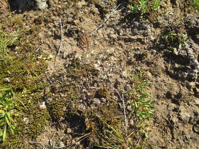 Riccia spongiosula, photographed by Alice Shanks