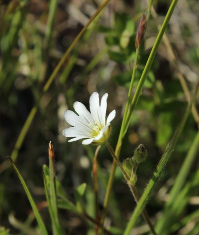Cerastium regelii, photographed by nina_nesterova