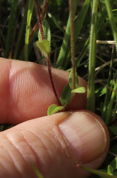 Cerastium regelii, photographed by nina_nesterova