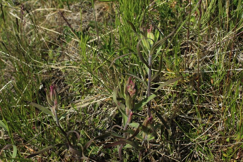 Castilleja hyparctica, photographed by nina_nesterova