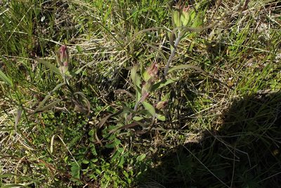 Castilleja hyparctica, photographed by nina_nesterova