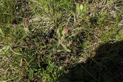 Castilleja hyparctica, photographed by nina_nesterova
