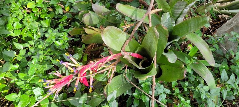 Billbergia vittata, photographed by Eamonn Culhane
