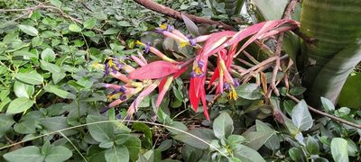 Billbergia vittata, photographed by Eamonn Culhane
