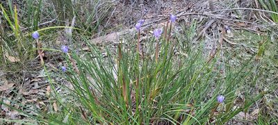Patersonia glabrata, photographed by Eamonn Culhane