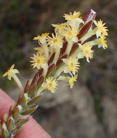 Struthiola fasciata, photographed by Nicola van Berkel