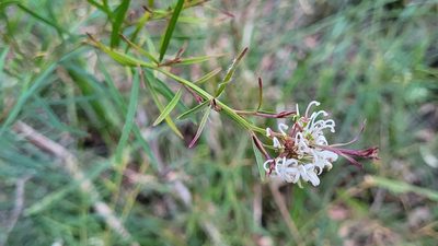 Grevillea linearifolia, photographed by Eamonn Culhane