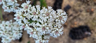 Conospermum longifolium, photographed by Eamonn Culhane