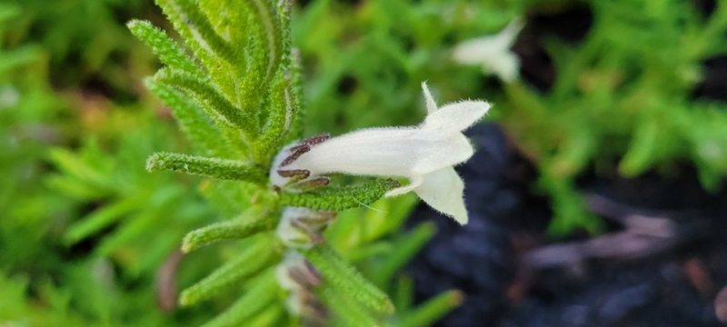 Chloanthes stoechadis, photographed by Eamonn Culhane