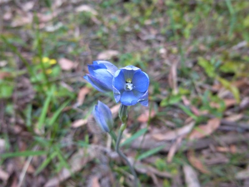 Thelymitra media, photographed by Kiri Bee