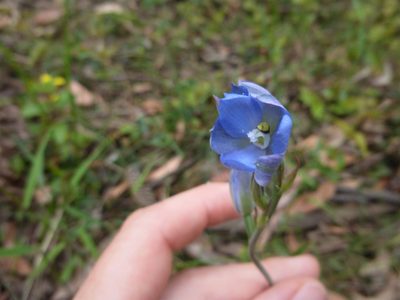 Thelymitra media, photographed by Kiri Bee