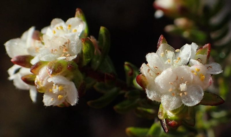 Lachnaea sociorum, photographed by Nicola van Berkel