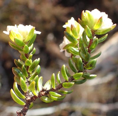 Lachnaea sociorum, photographed by Nicola van Berkel