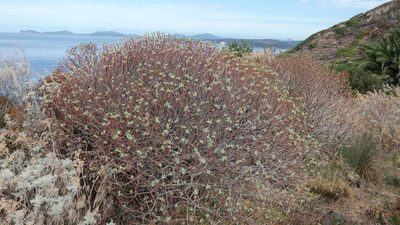 Euphorbia dendroides, photographed by Ben Costamagna