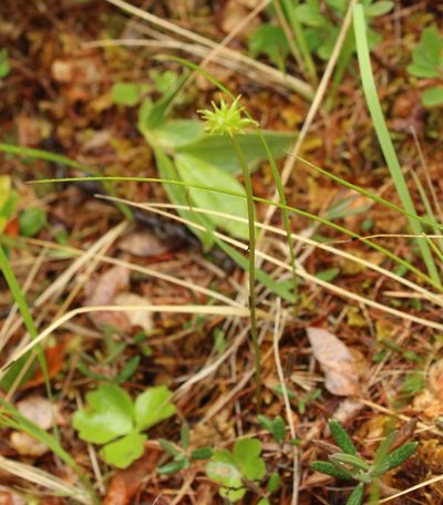 Ranunculus lapponicus, photographed by nina_nesterova