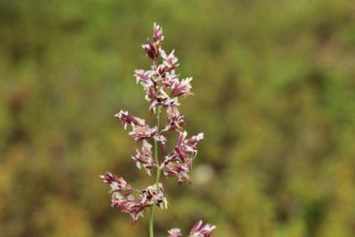 Arctagrostis latifolia, photographed by nina_nesterova