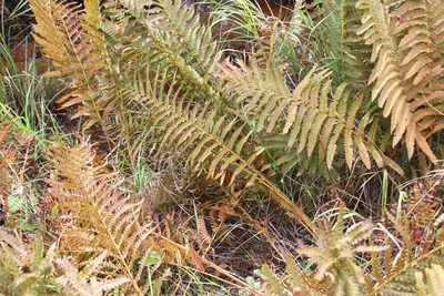 Thelypteris palustris, photographed by Steven Lamonde