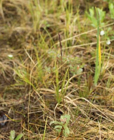 Festuca richardsonii, photographed by nina_nesterova