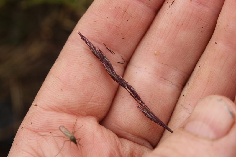 Festuca richardsonii, photographed by nina_nesterova