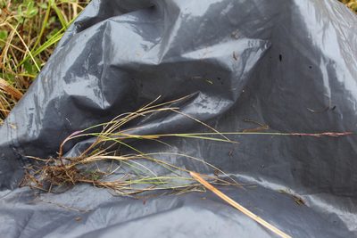 Festuca richardsonii, photographed by nina_nesterova