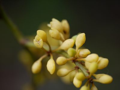 Gymnacranthera canarica, photographed by Dinesh Valke