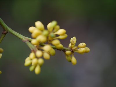 Gymnacranthera canarica, photographed by Dinesh Valke