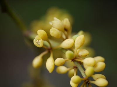 Gymnacranthera canarica, photographed by Dinesh Valke