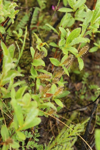 Salix reptans, photographed by nina_nesterova