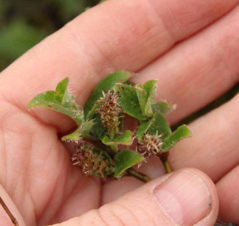 Salix reptans, photographed by nina_nesterova