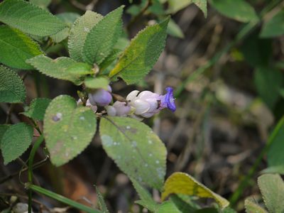 Strobilanthes heyneana, photographed by Dinesh Valke