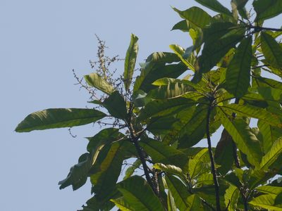 Semecarpus kathalekanensis, photographed by Dinesh Valke