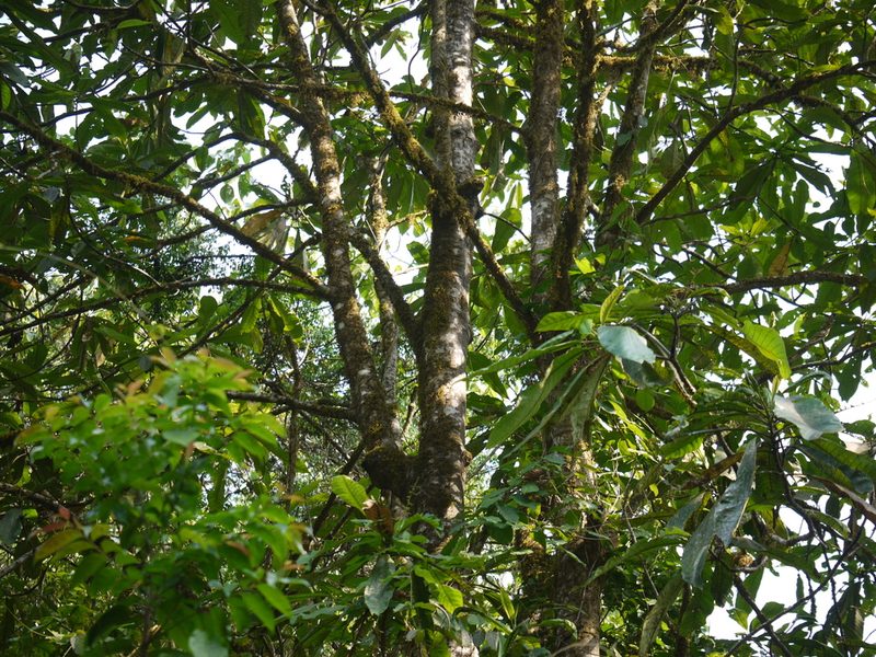Semecarpus kathalekanensis, photographed by Dinesh Valke