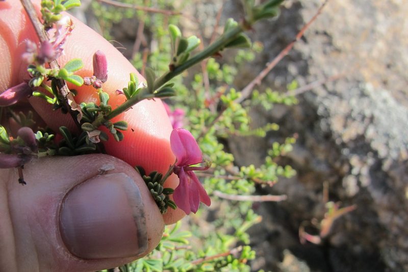 Indigofera spinescens, photographed by James Deacon