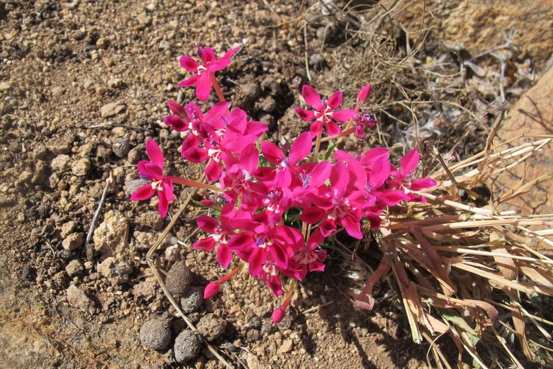 Lapeirousia silenoides, photographed by James Deacon