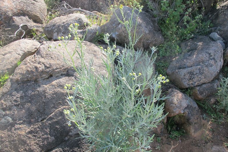 Senecio cinerascens, photographed by James Deacon