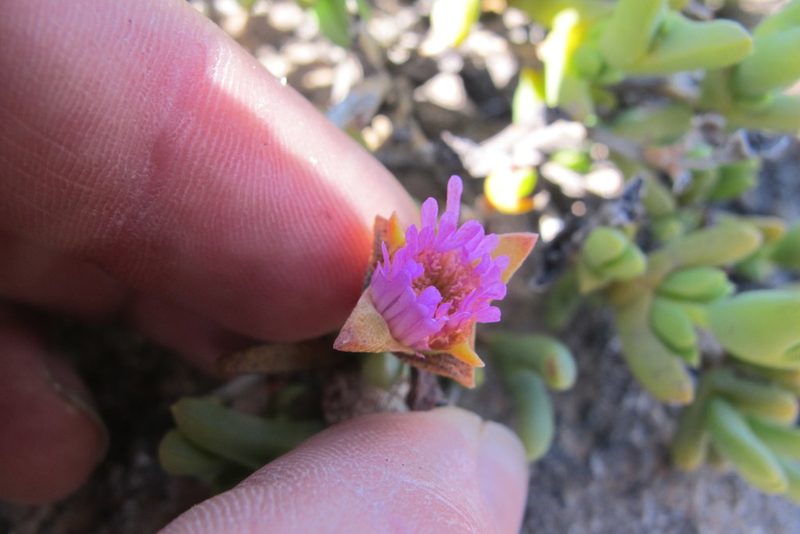 Schlechteranthus connatus, photographed by James Deacon