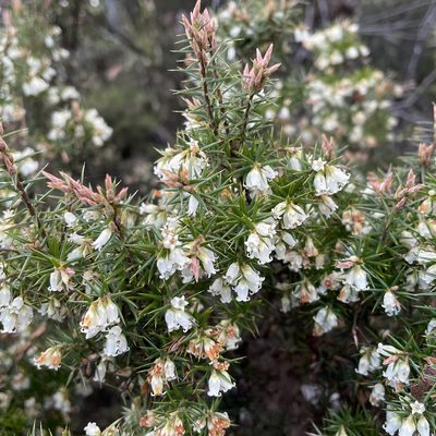 Leptecophylla parvifolia, photographed by Jesse de Vries