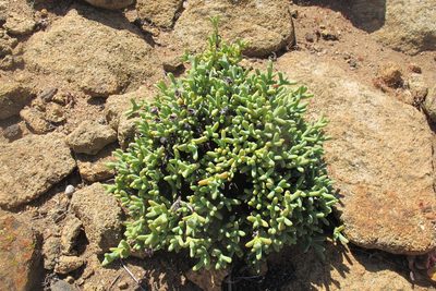 Schlechteranthus connatus, photographed by James Deacon