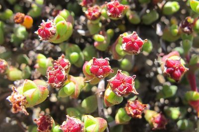 Ruschia brakdamensis, photographed by James Deacon
