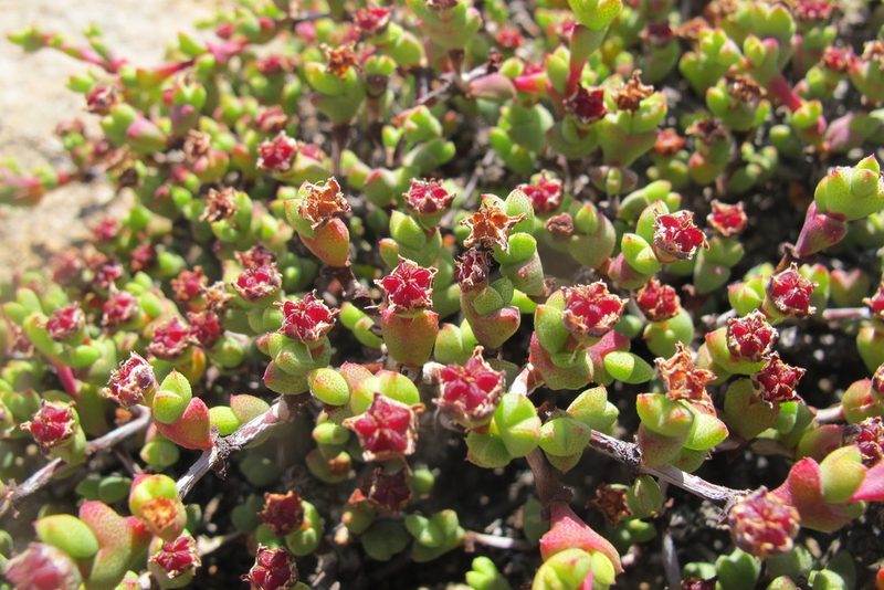 Ruschia brakdamensis, photographed by James Deacon