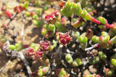 Ruschia brakdamensis, photographed by James Deacon
