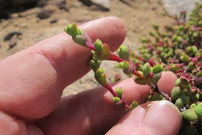 Ruschia brakdamensis, photographed by James Deacon
